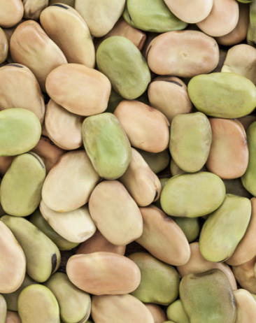 Beans