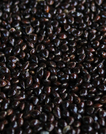 Black millet